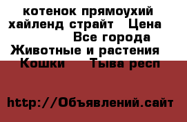 котенок прямоухий  хайленд страйт › Цена ­ 10 000 - Все города Животные и растения » Кошки   . Тыва респ.